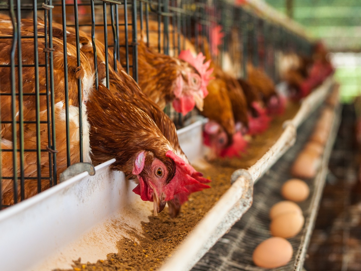 Hundreds of chicken eggs. Eating and eggs.